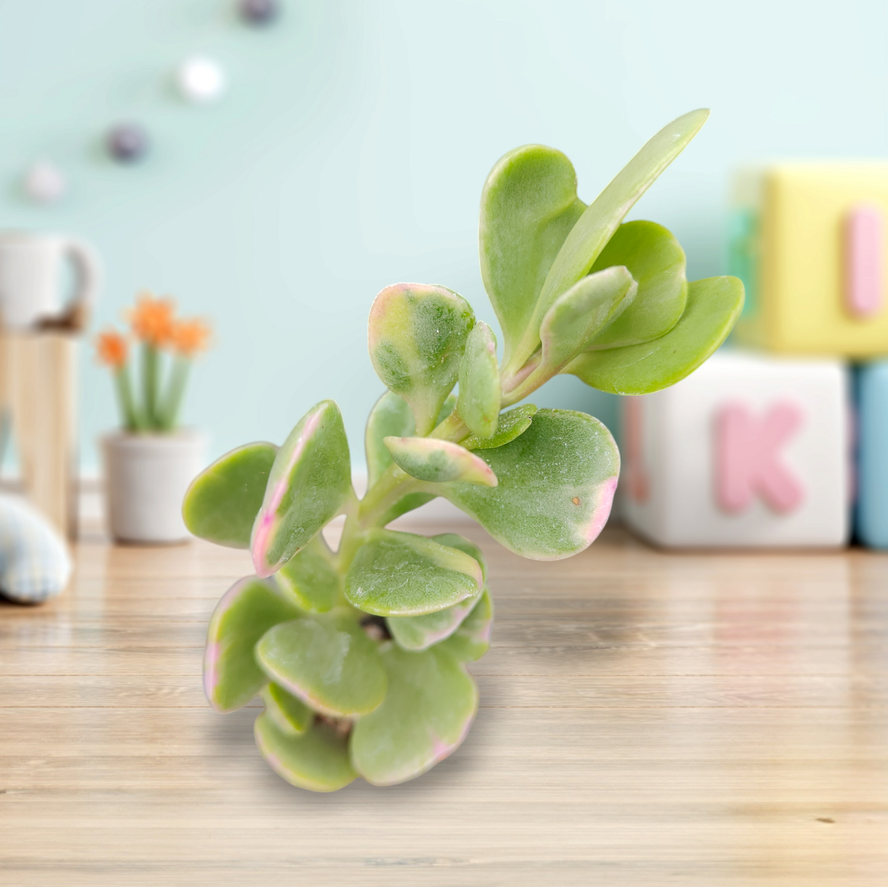 Senecio jacobsenii - Trailing Jade, Weeping Jade - Succulents Depot