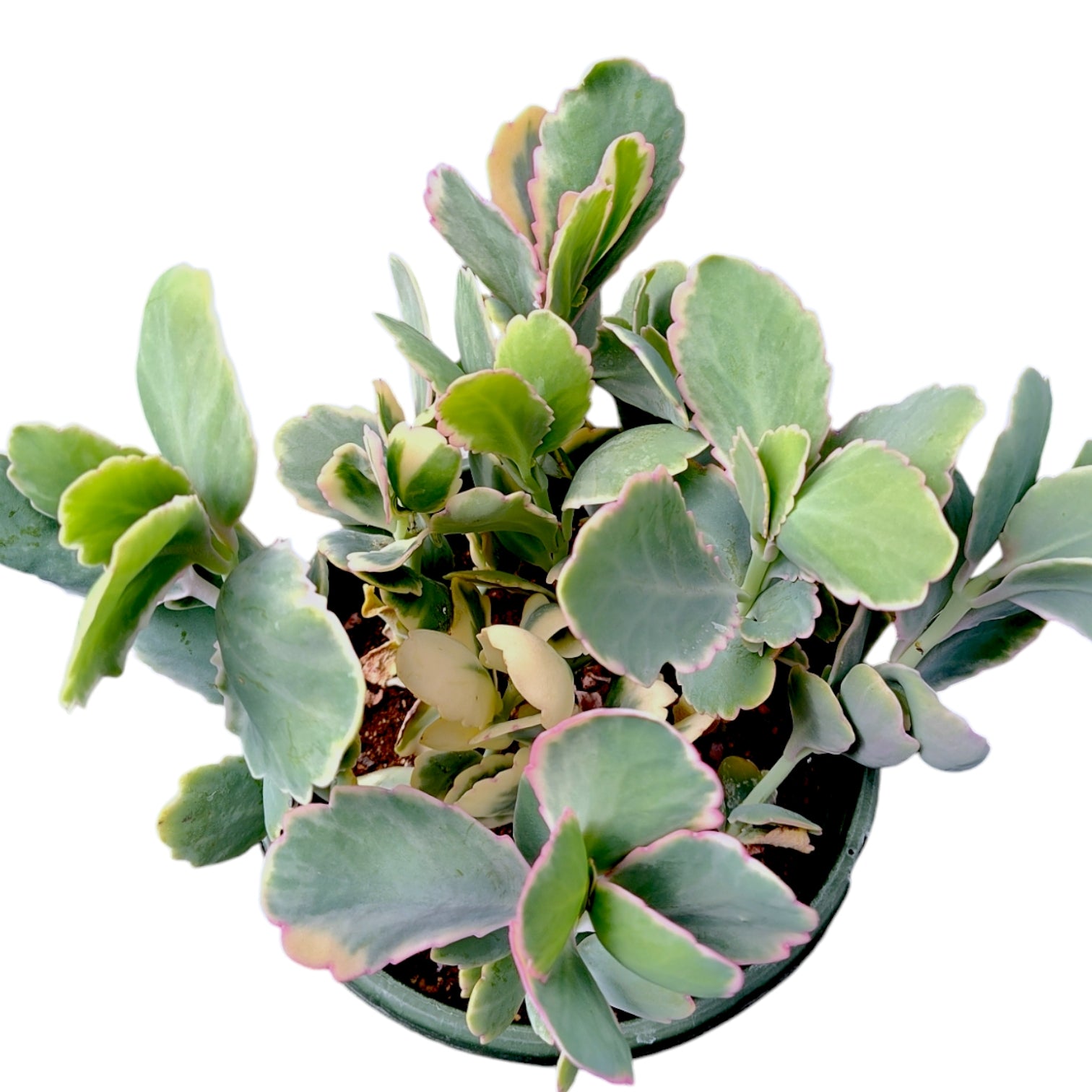 Kalanchoe fedtschenkoi Variegata