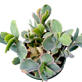 Kalanchoe fedtschenkoi Variegata