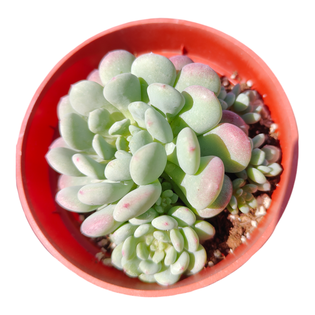 Echeveria Cute Bean