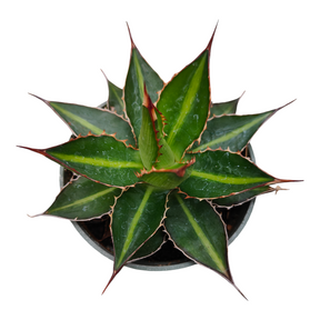 Agave lophantha 'Splendida'