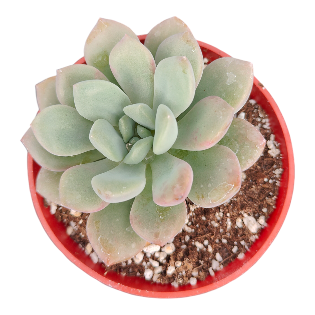 Echeveria Spotted Deer