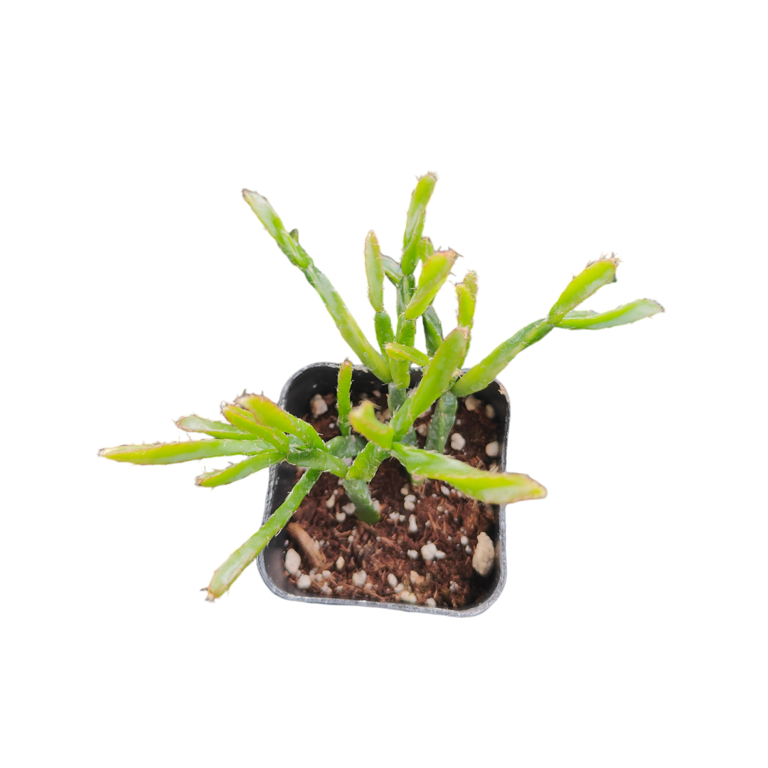 Rhipsalis ewaldiana