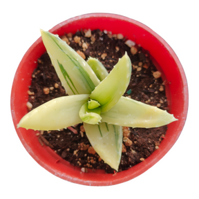 Aloe nobilis Golden Tooth Variegata