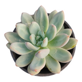 Pachyphytum Starburst