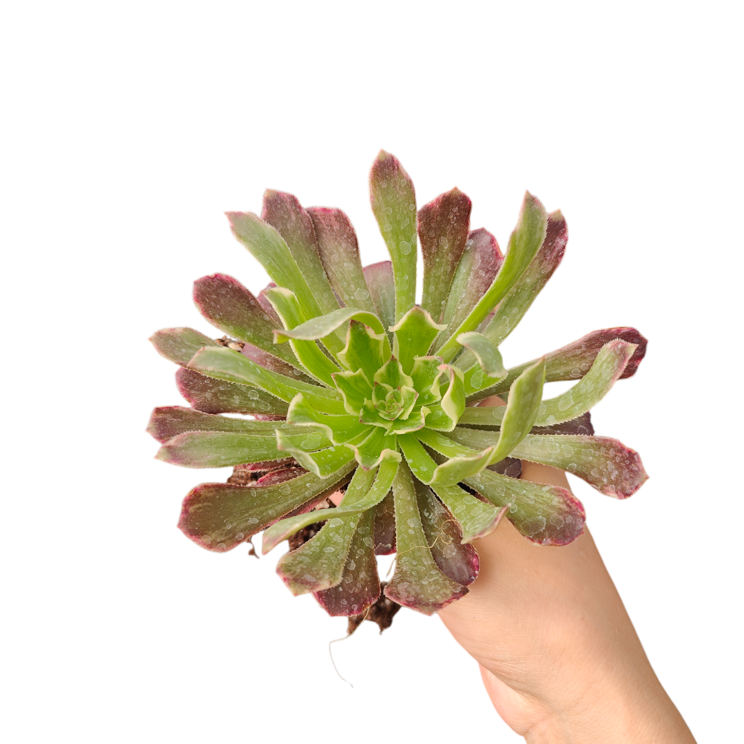 Aeonium Saint-simon violet