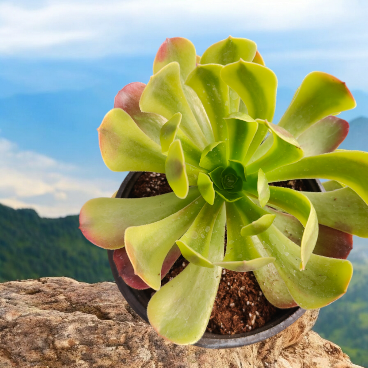 Aeonium Green Lemon