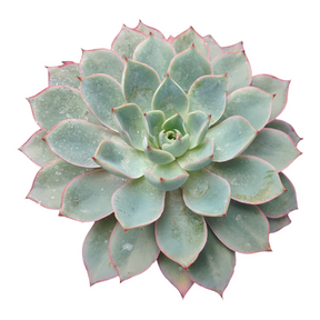 Echeveria  'Hera'