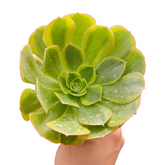 Aeonium Green Lemon