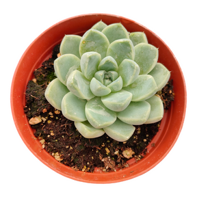 Echeveria elegans V. Albicans