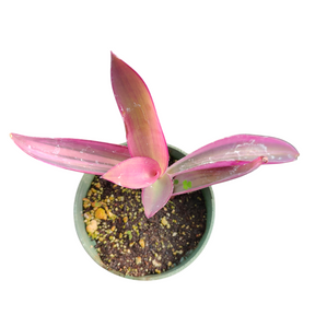 Setcreasea Plant Wandering Dude Purple Variegated