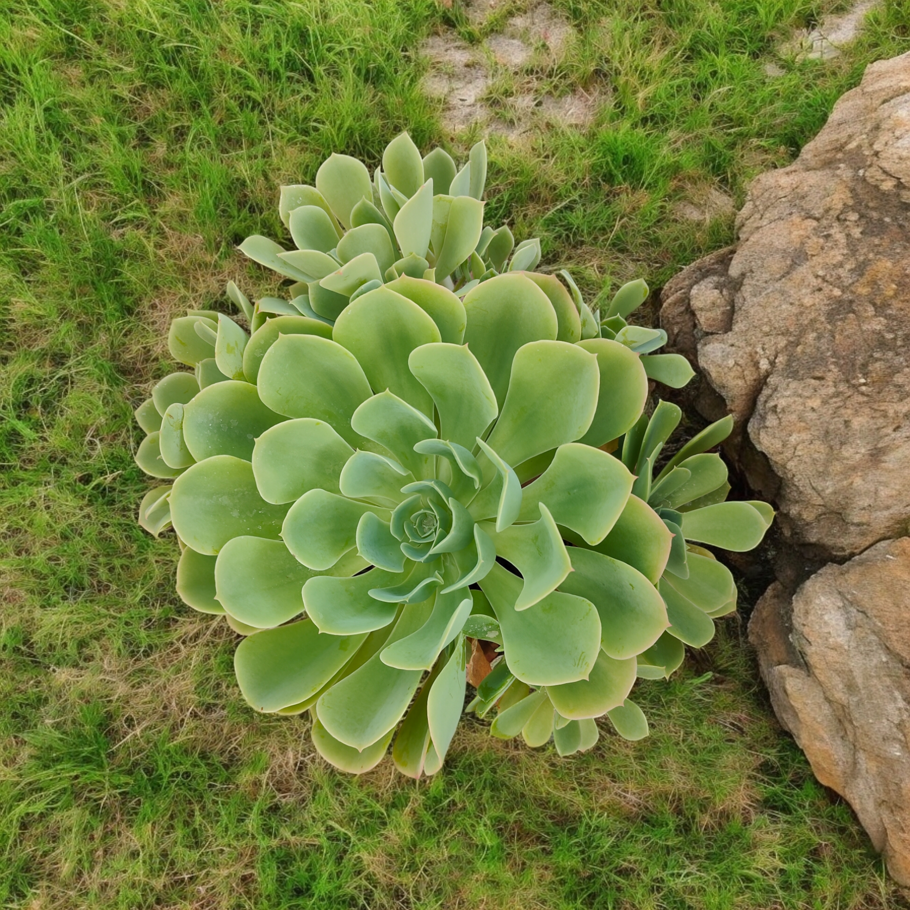 Echeveria 'Lemon Rose'