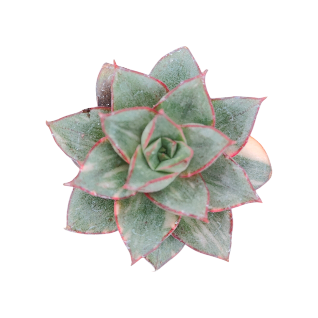 Echeveria 'monocerotis' Variegata