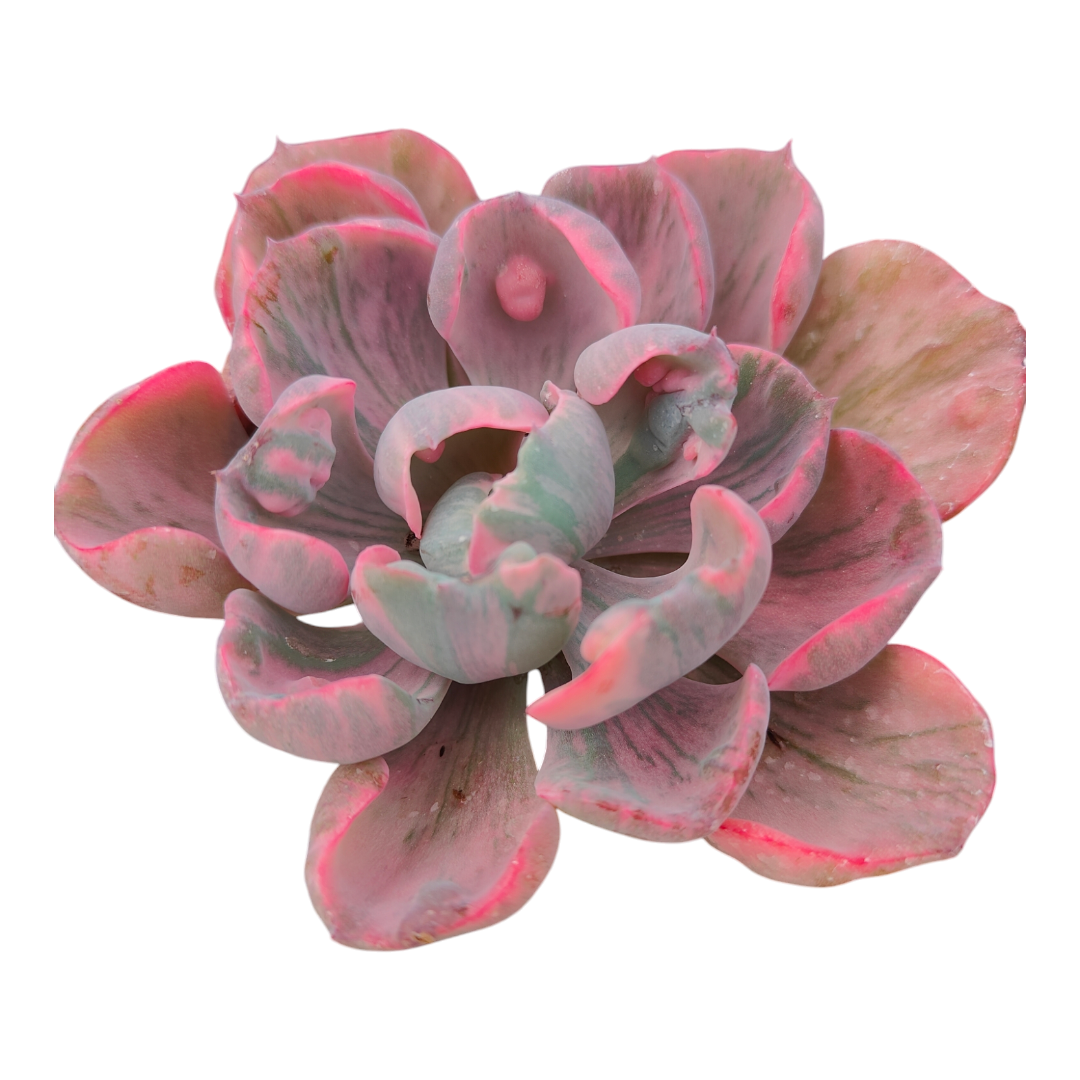 Echeveria 'Beyonce Rainbow' Variegata