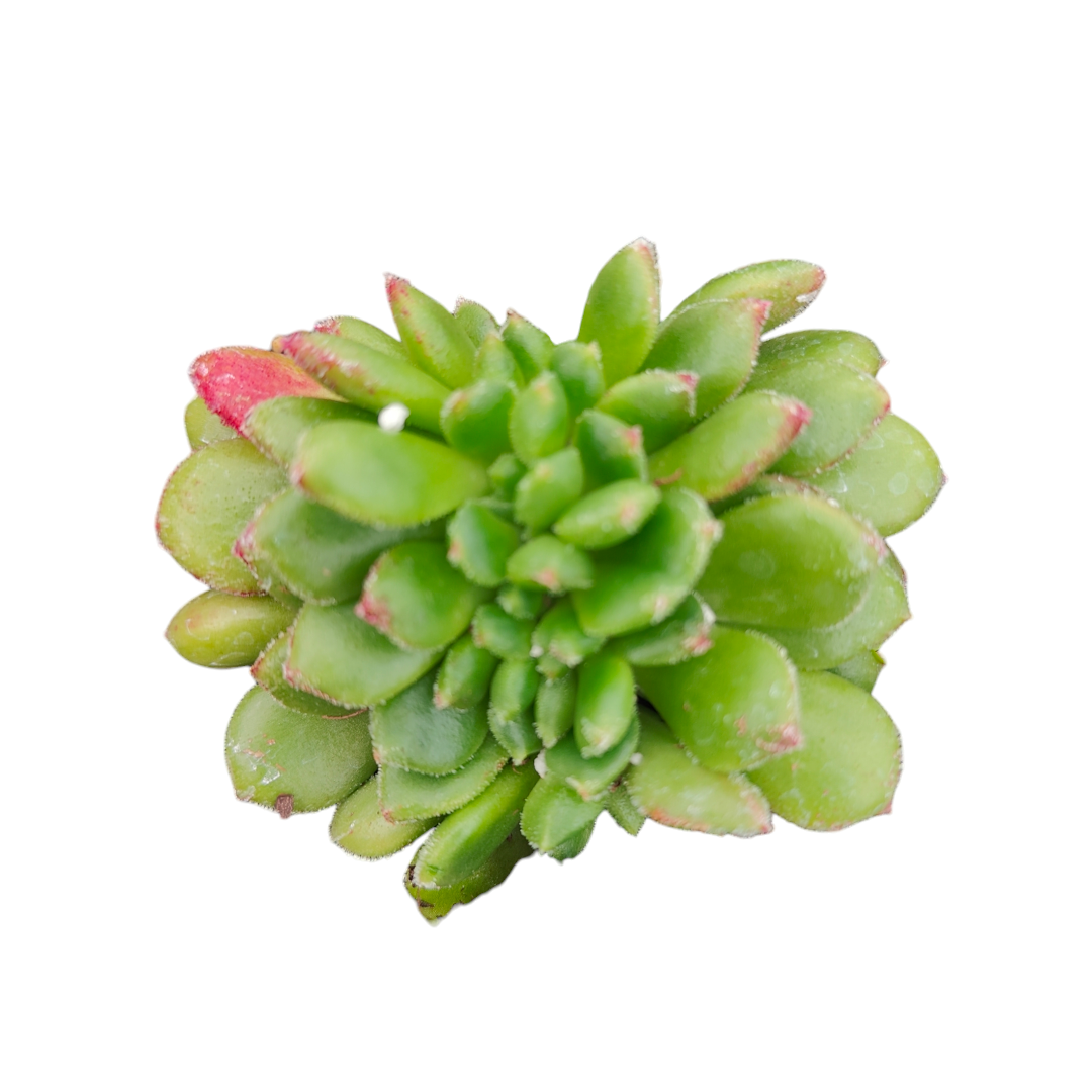 Echeveria Carol Crest