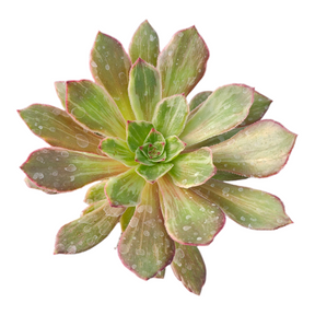 Aeonium 'Ink painting'