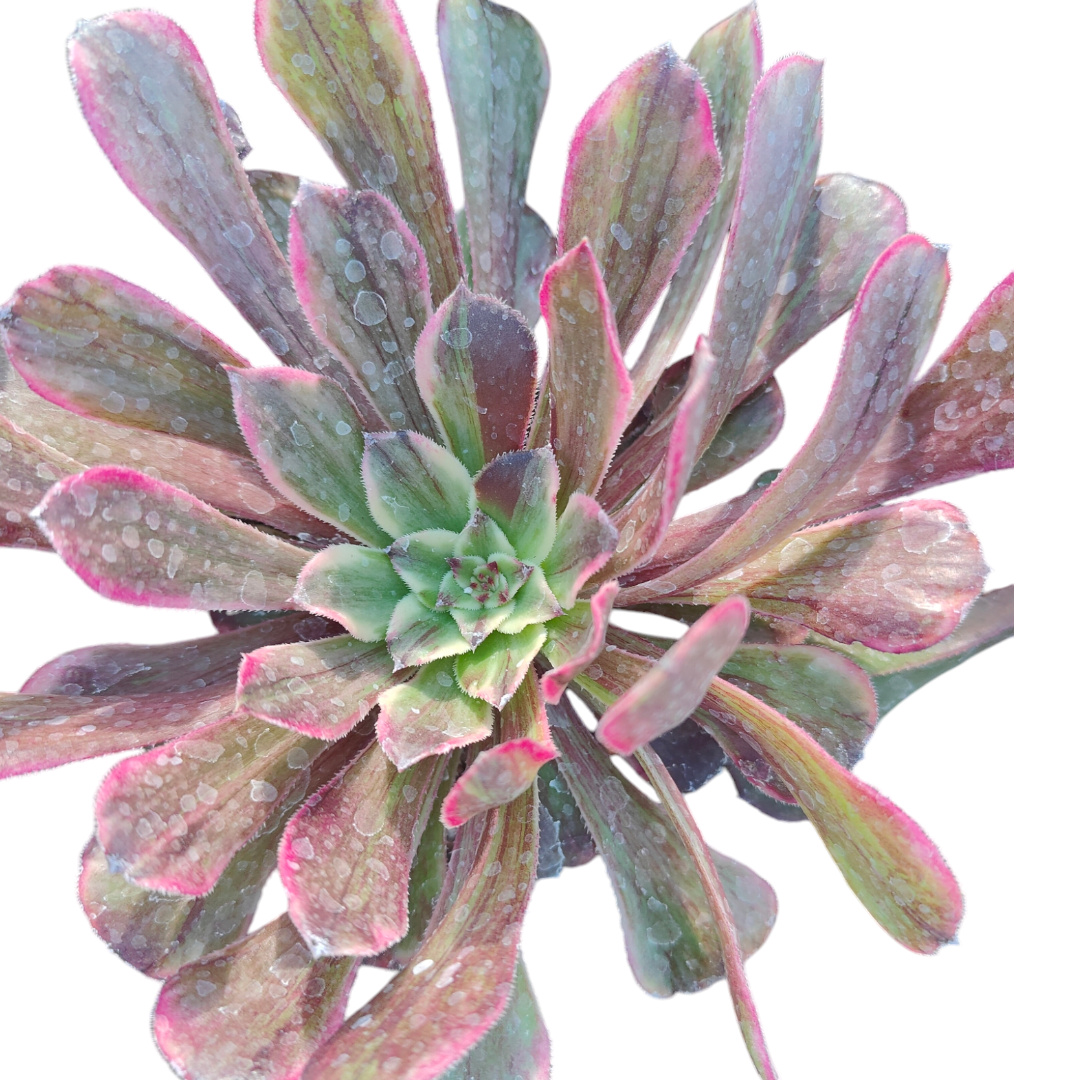 Aeonium Fendai