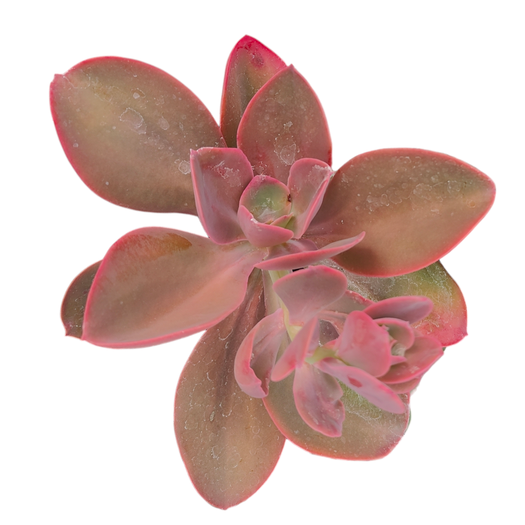 Echeveria gibbiflora ‘Metallica’