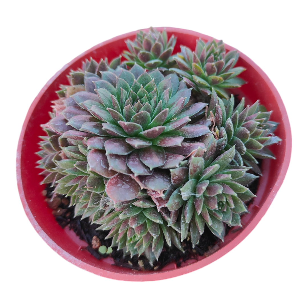 Sempervivum ‘Bronze Pastel’