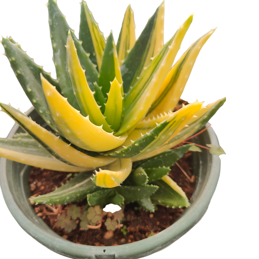 Aloe nobilis Golden Tooth Variegata