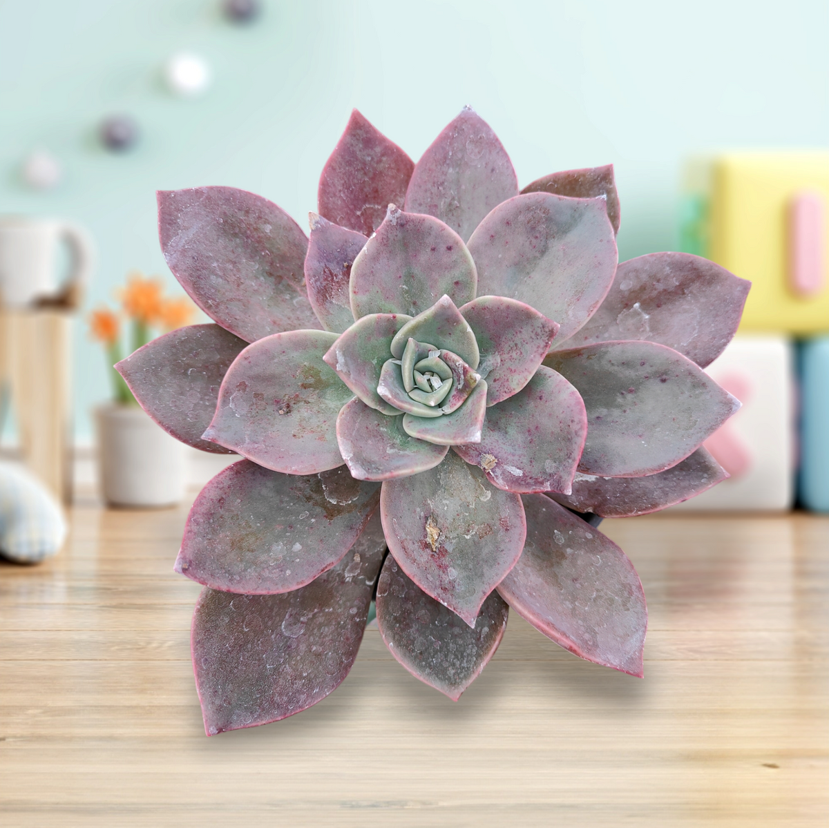 Echeveria Cv Huthspinke