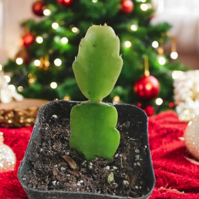 Schlumbergera x buckleyi Christmas Cactus