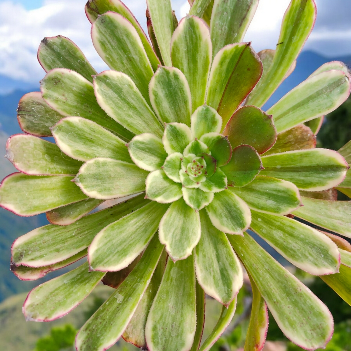 Aeonium Fendai