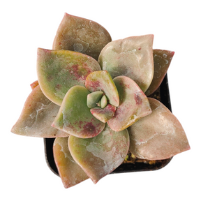 Graptoveria Albert Baynes