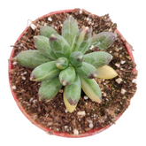 Pachyphytum compactum variegata