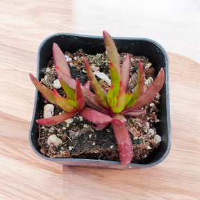 Crassula nudicaulis Devil's Horns