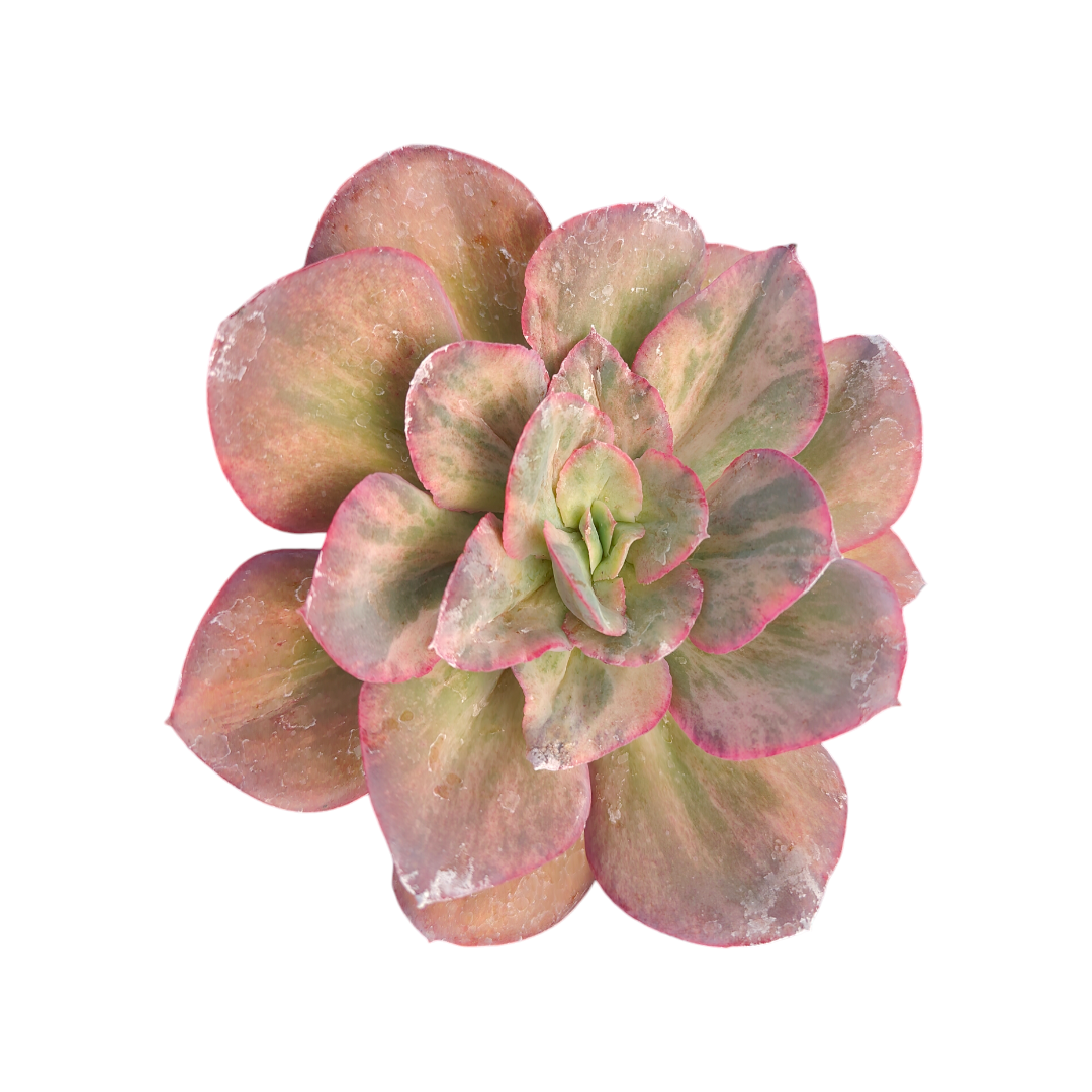 Echeveria 'Da Vinci Code' Variegata