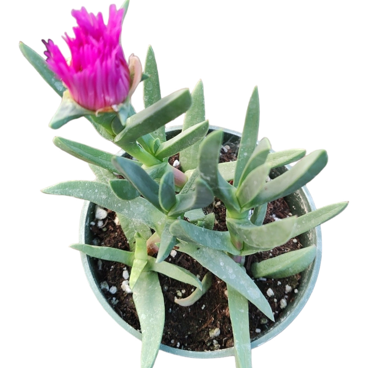 Carpobrotus edulis Hottentot Fig Ice Plant