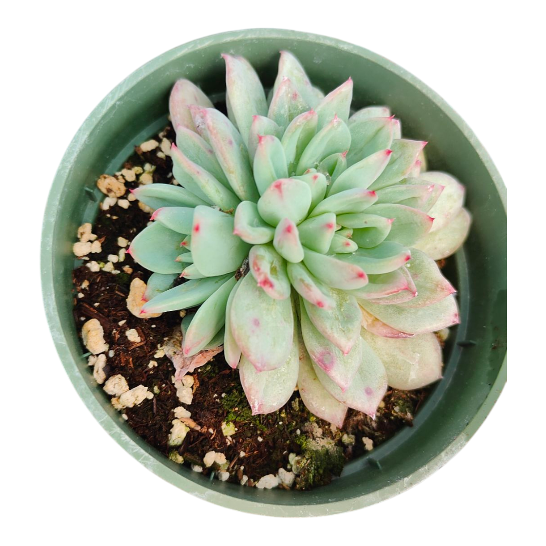 Echeveria Shine Bright Hybrid