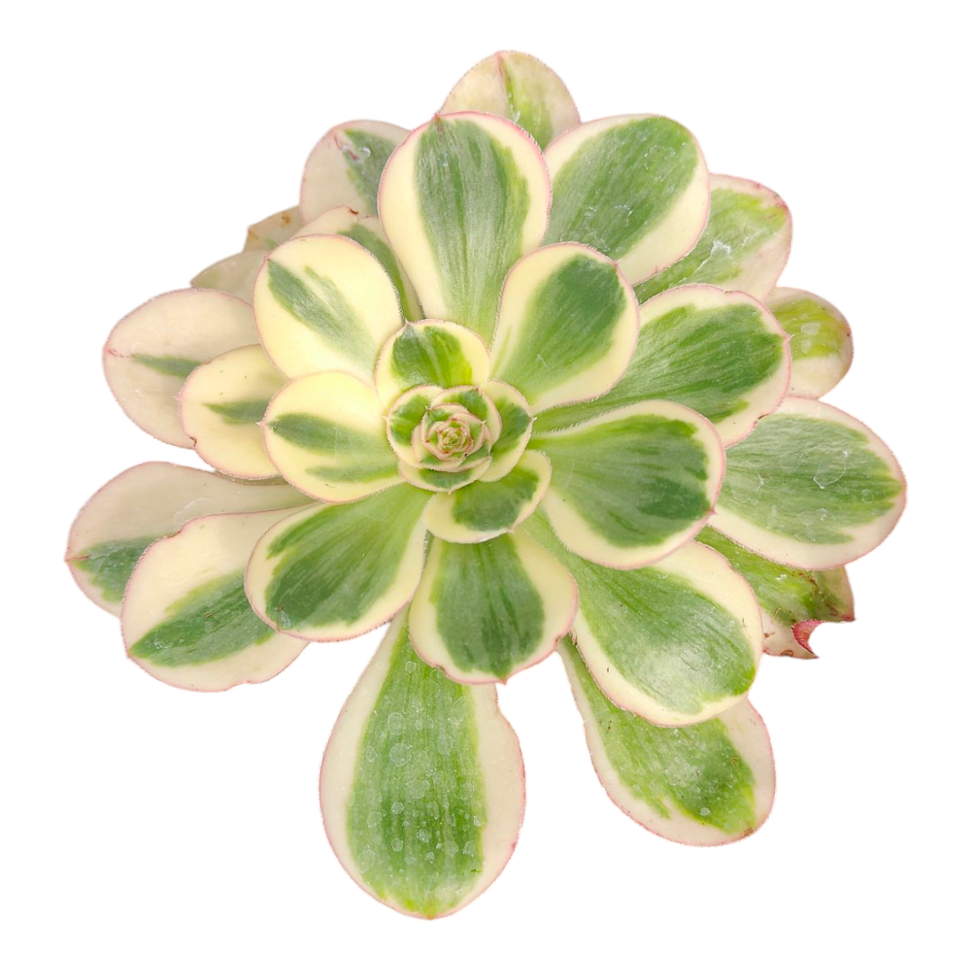 Aeonium 'Zuse'