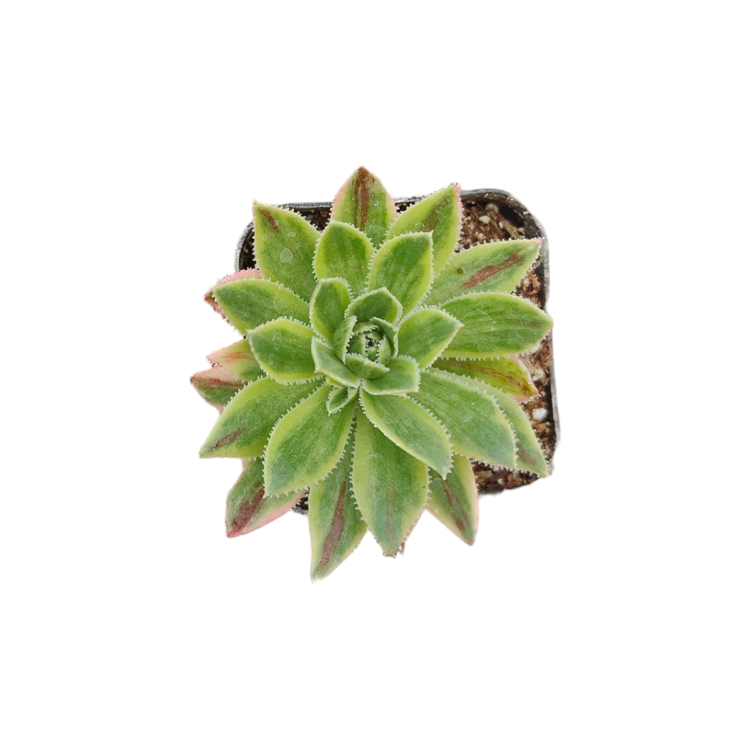 Aeonium Metal Variegata