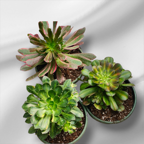 Premium Aeonium Trio #2