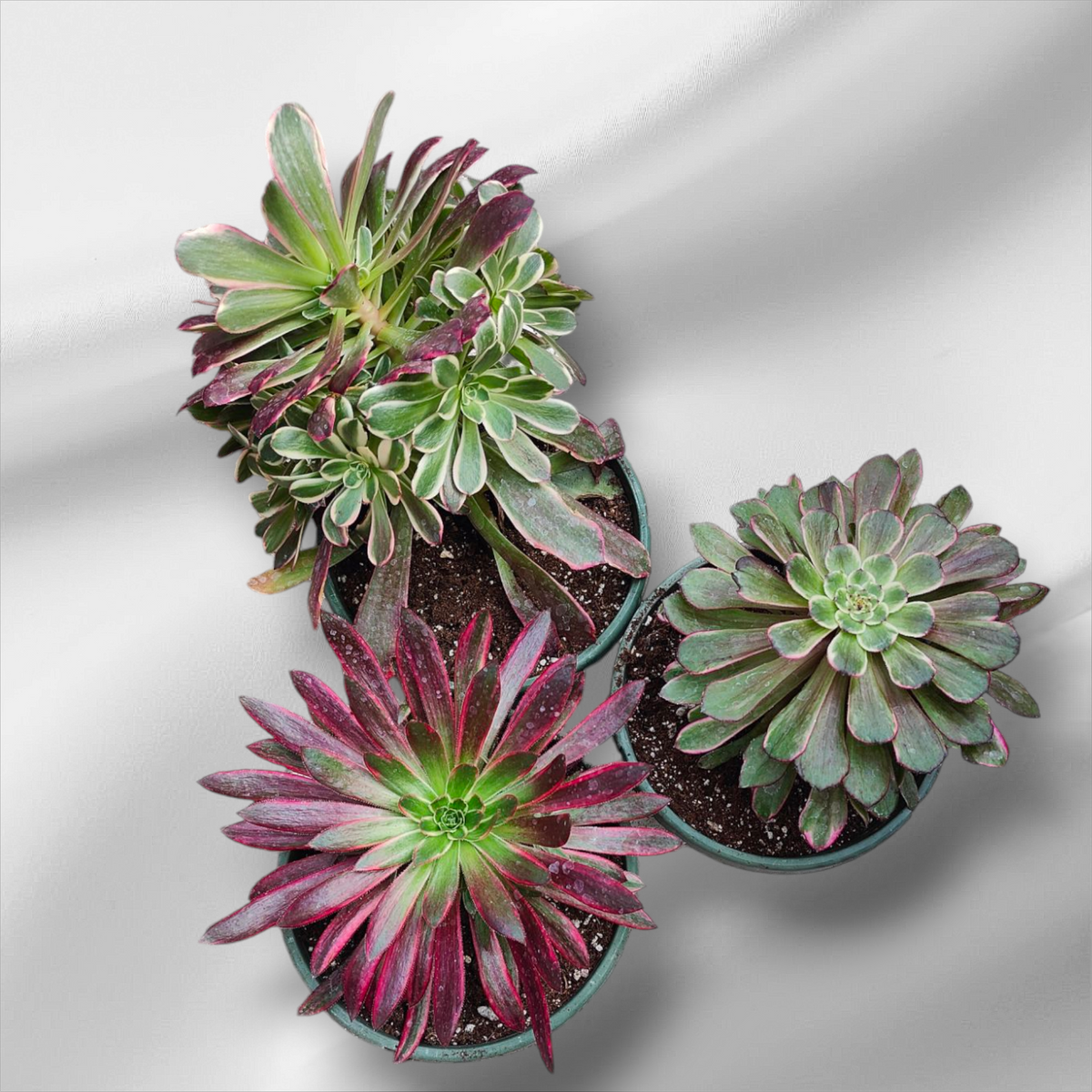 Premium Aeonium Trio #1