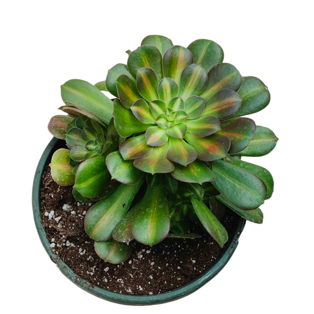 Premium Aeonium Trio #2