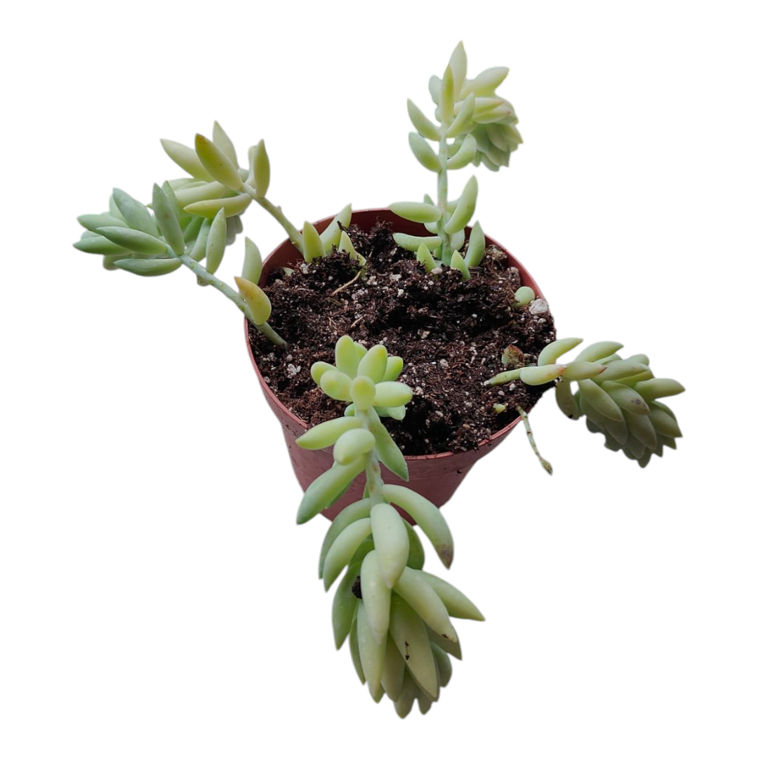 Sedum morganianum 'Cristatum'