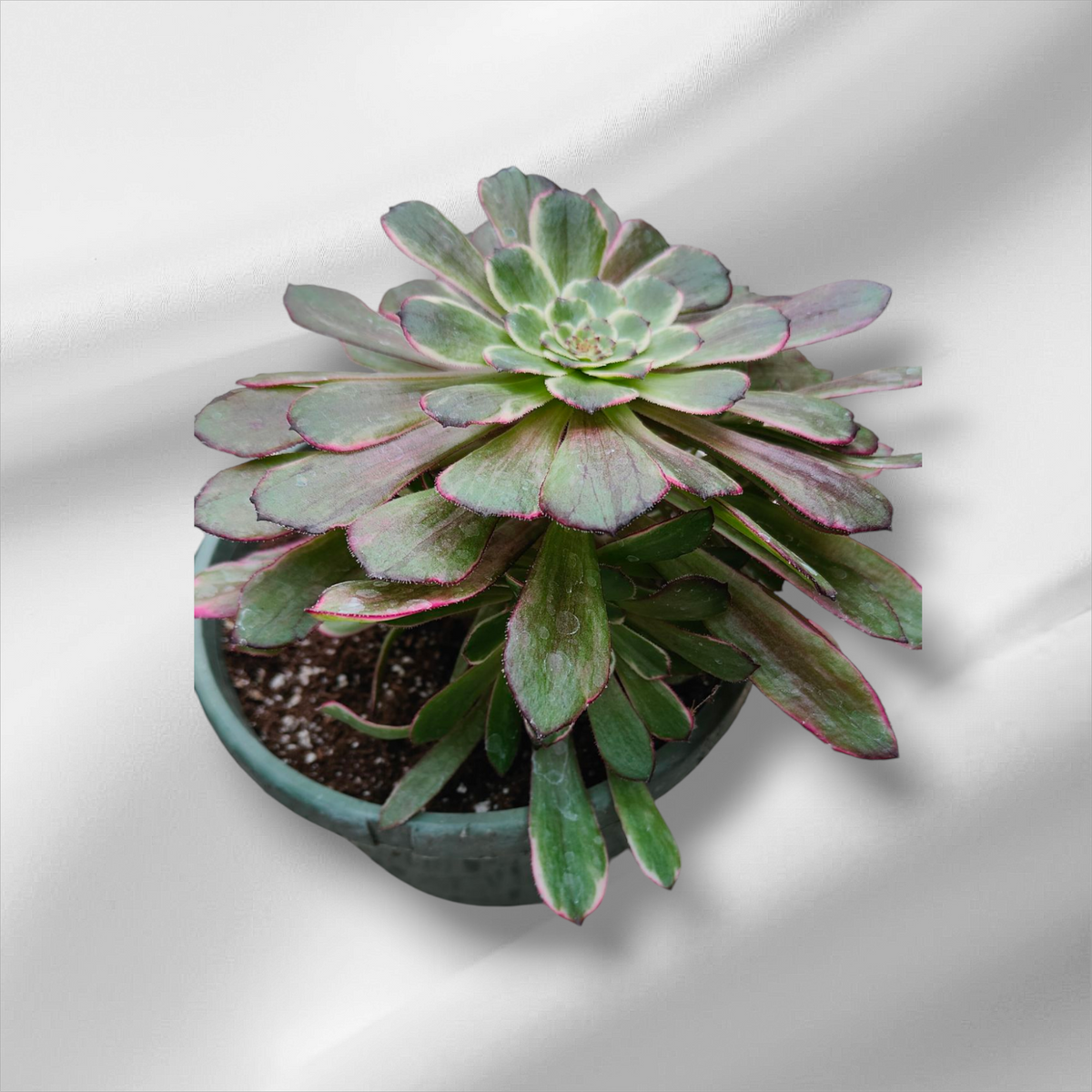 Premium Aeonium Trio #1