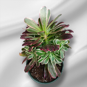 Premium Aeonium Trio #1