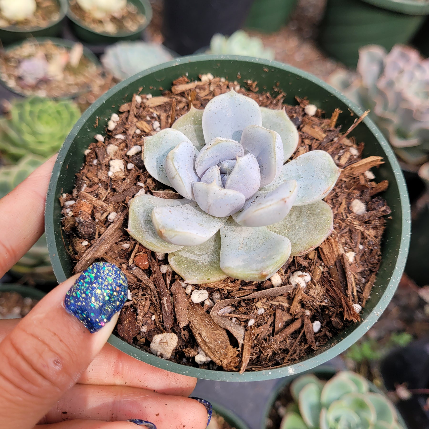 Echeveria 'Snow Bunny'