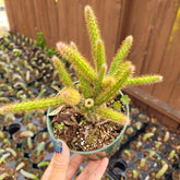 Aporocactus flagelliformis Rat Tail Cactus - Succulents Depot