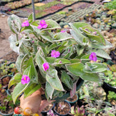 Tradescantia sillamontana 'White Velvet' Wandering Dude - Succulents Depot