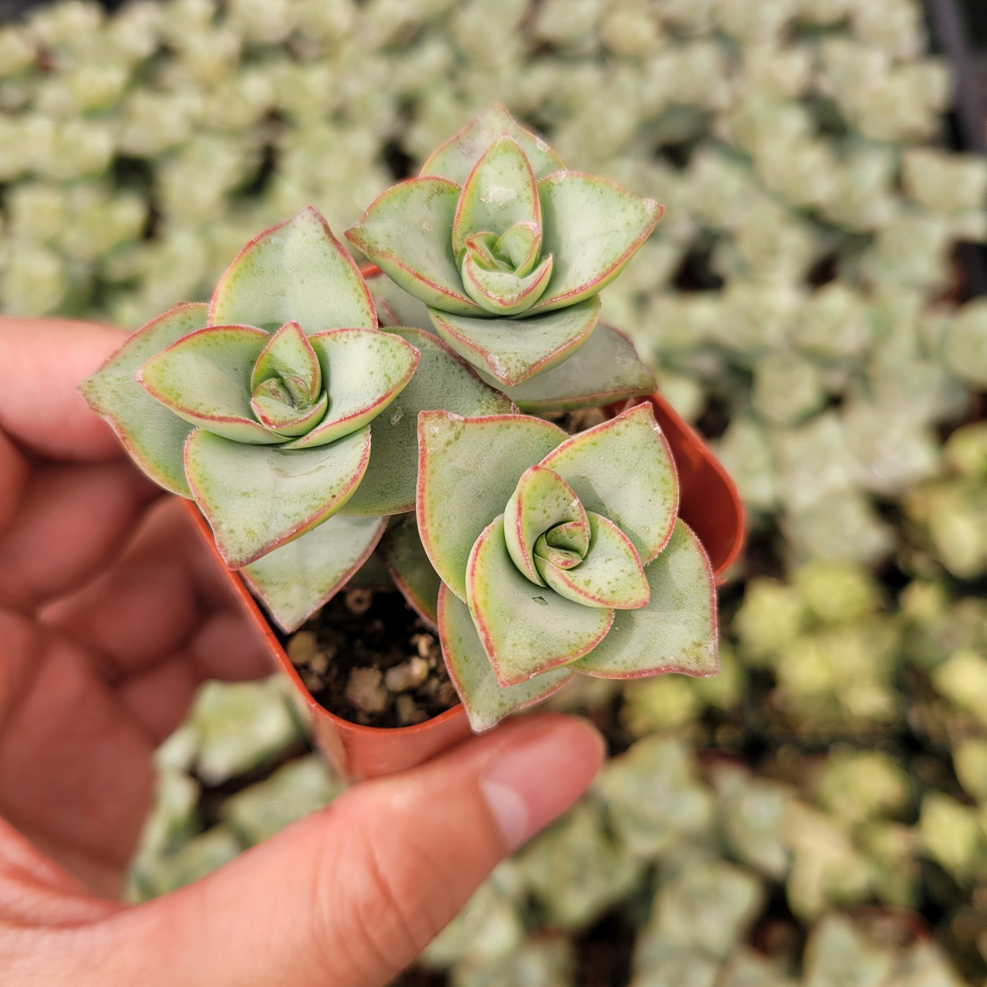 Crassula x perforata 'Ivory Towers'