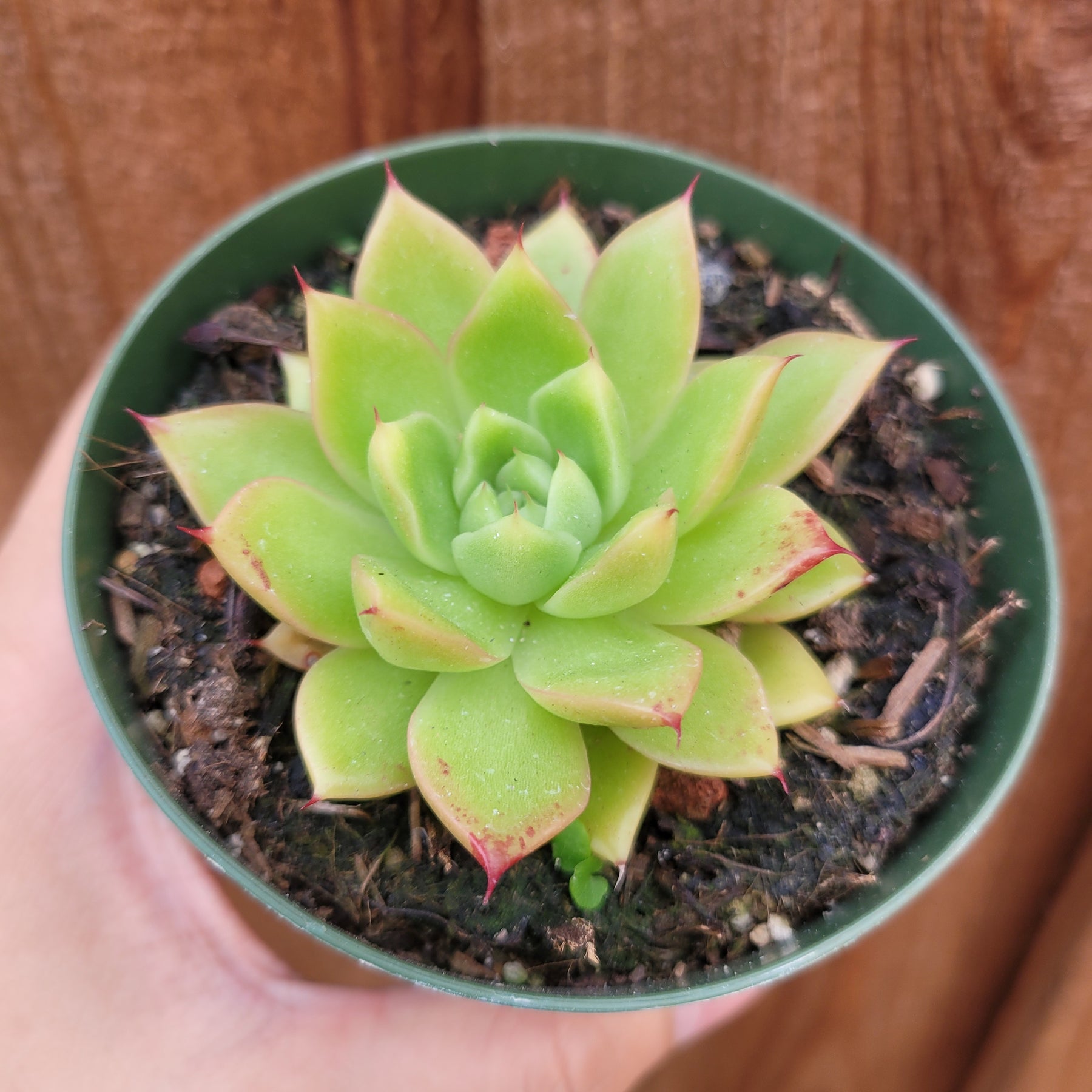 Echeveria 'Spicy'