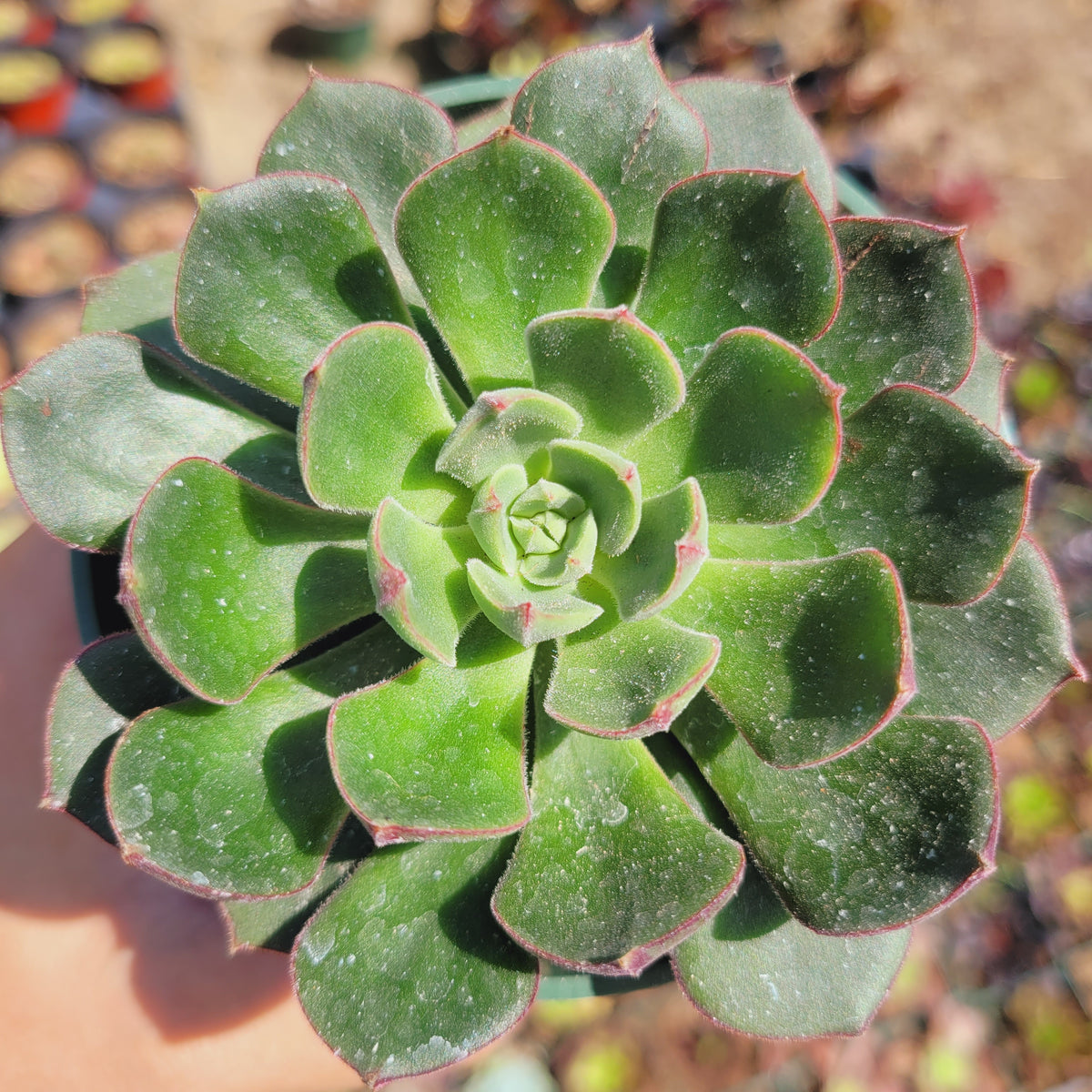 Echeveria 'Joan Daniel'