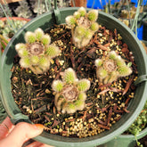 Cleistocactus winteri Golden Rat Tail - Succulents Depot