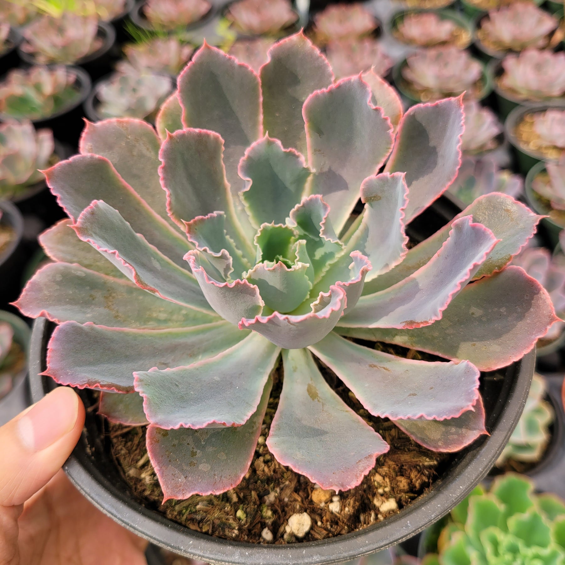 Echeveria 'Neon Breakers' - Succulents Depot