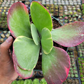 Kalanchoe luciae 'Fantastic' Variegated Flapjack